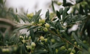 L'albero di olivo un'icona mediterranea per la salute e il benessere