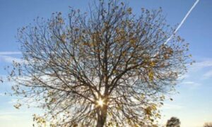 L'albero di salicone, è un tesoro della natura che merita di essere esplorato e apprezzato per la sua bellezza e le sue molte utilità