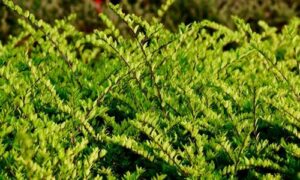 Le Lonicera, o caprifoglie, sono piante meravigliose che uniscono estetica, profumo e utilità