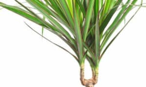 Le fibre delle foglie di Yucca possono essere utilizzate per la produzione di corde, tessuti e cordami