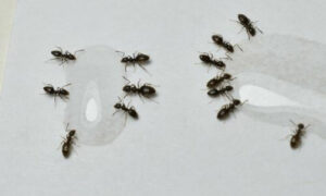 Le formiche saranno attratte dal dolce odore dello zucchero ma verranno uccise dall'aceto una volta che ci saranno entrate