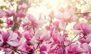 Le magnolie si presentano in molte diverse varietà