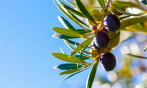 Le olive mature dell'albero di olivo possono essere consumate come snack o aggiunte a insalate, piatti di pasta, pizze e altre preparazioni culinarie