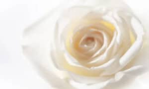 Le rose bianche simboleggiano la purezza e l'innocenza