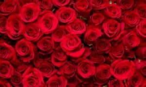 Le rose venivano utilizzate per decorare feste e banchetti, e i petali venivano sparsi sui pavimenti per creare un'atmosfera profumata