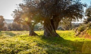L'olivo è diventato un simbolo di identità e di appartenenza per le comunità locali, rappresentando la loro storia, tradizioni e connessione con la terra