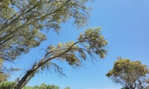 L'ombra fornita dalla chioma dell'albero di tamerice è un rifugio ideale per uccelli migratori e altre specie di animali