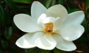 Magnolia fiori bianchi
