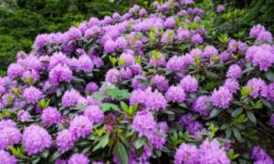 Molti aspetti della biologia degli Rhododendron, come la loro tendenza a crescere in suoli acidi e la loro tolleranza al freddo
