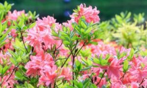 Oltre al loro impatto sulla natura e sulla conservazione ambientale, gli Rhododendron hanno anche ispirato artisti e scrittori di tutto il mondo