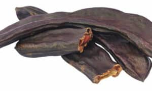 Oltre al suo valore culturale e ai molteplici utilizzi, l'albero di carrubo è stato storicamente impiegato anche nella medicina tradizionale