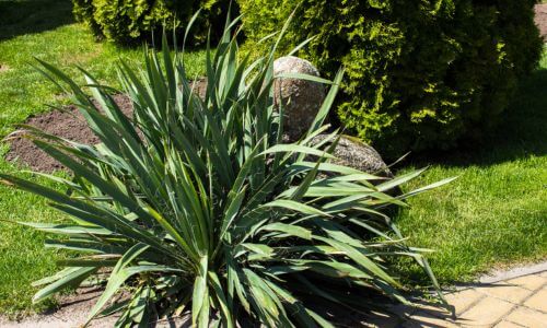 Originario delle regioni calde degli Stati Uniti, questo arbusto trova impiego in giardino per la sua forma elegante