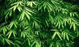 Pianta di bambù una pianta versatile e sostenibile per l'ambiente