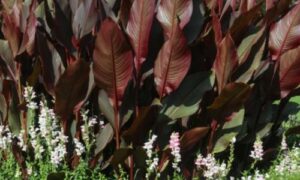 La Dracena Red Star, è una variante particolarmente apprezzata per le sue foglie lanceolate di un intenso  colore porpora