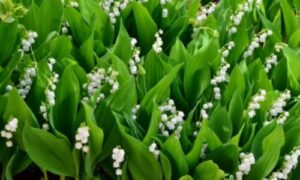 Questa pianta è nota per la sua abilità di propagarsi rapidamente attraverso i rizomi, formando fitti tappeti di foglie verdi brillanti e fiori profumati
