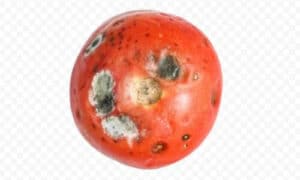 Su piante da frutto come il pero e il melo la muffa grigia può dare origine a piccoli tumori sui rami e sui frutti con formazione di piccole aree di marciume secco