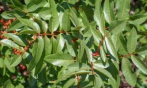 Una delle caratteristiche più peculiari dell'albero di terebinto è la produzione di resina aromatica