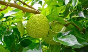 Uno degli aspetti più distintivi dell'albero di Maclura è il suo frutto