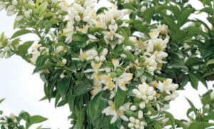 L'albero di chinotto prospera meglio in climi mediterranei o subtropicali