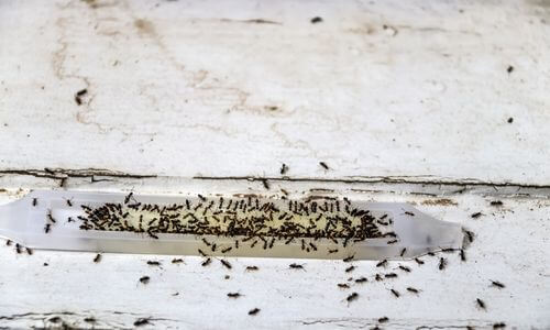 disinfestazioni da formiche