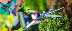 Molti aspiranti giardinieri scelgono di frequentare corsi di formazione specifici o di ottenere certificazioni nel settore per acquisire le competenze necessarie
