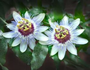 La passiflora richiede particolare attenzione per prosperare e fiorire rigogliosa