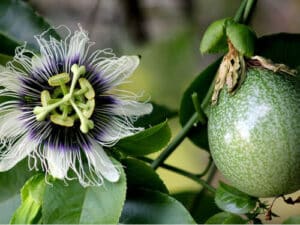 I frutti della passiflora, noti come frutti della passione, sono non solo decorativi ma anche commestibili