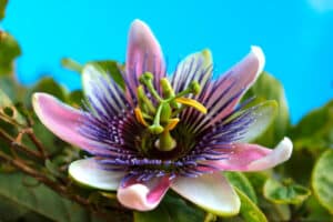 La passiflora è famosa per i suoi fiori spettacolari e i frutti unici che porta durante la sua crescita