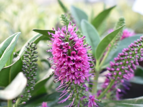La Veronica Spicata è una pianta perenne caratterizzata da spighe di fiori di colore variegato