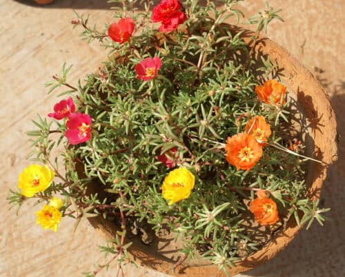 Fiori di Portulaca grandiflora, una varietà di portulaca con fiori grandi e colorati